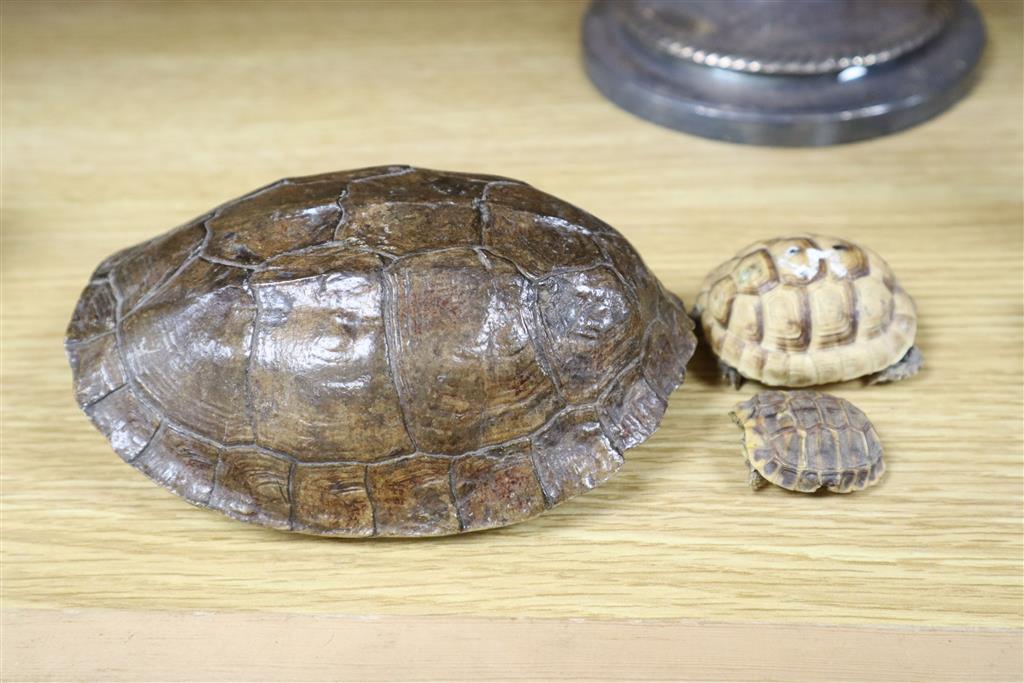 A Victorian Sheffield plate candlestick, one other, a set of Herbertz Guinea scales, a small tortoise carapace etc. (6)